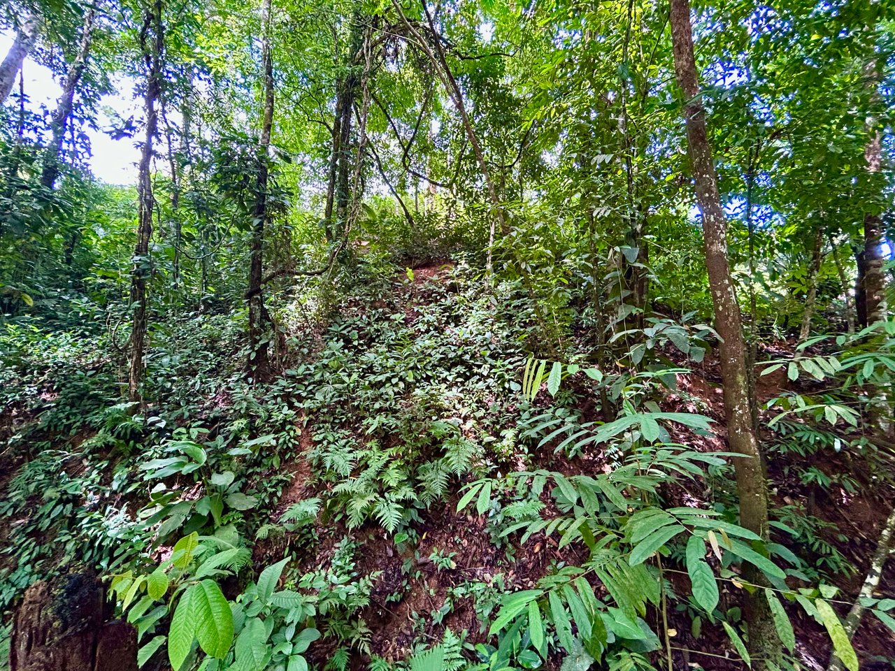 Secret Paradise Property in Altos de la Colonia