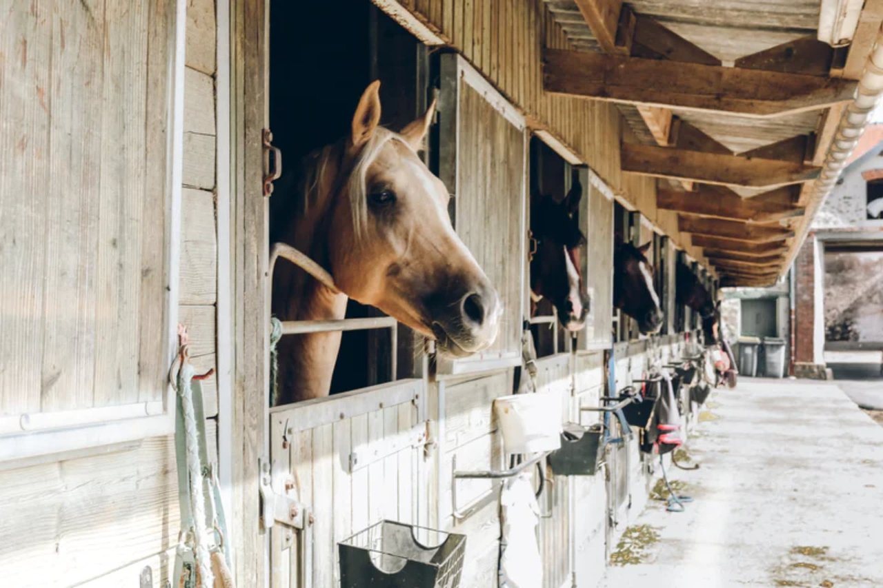 3 Reasons Equestrians Love the Hamptons