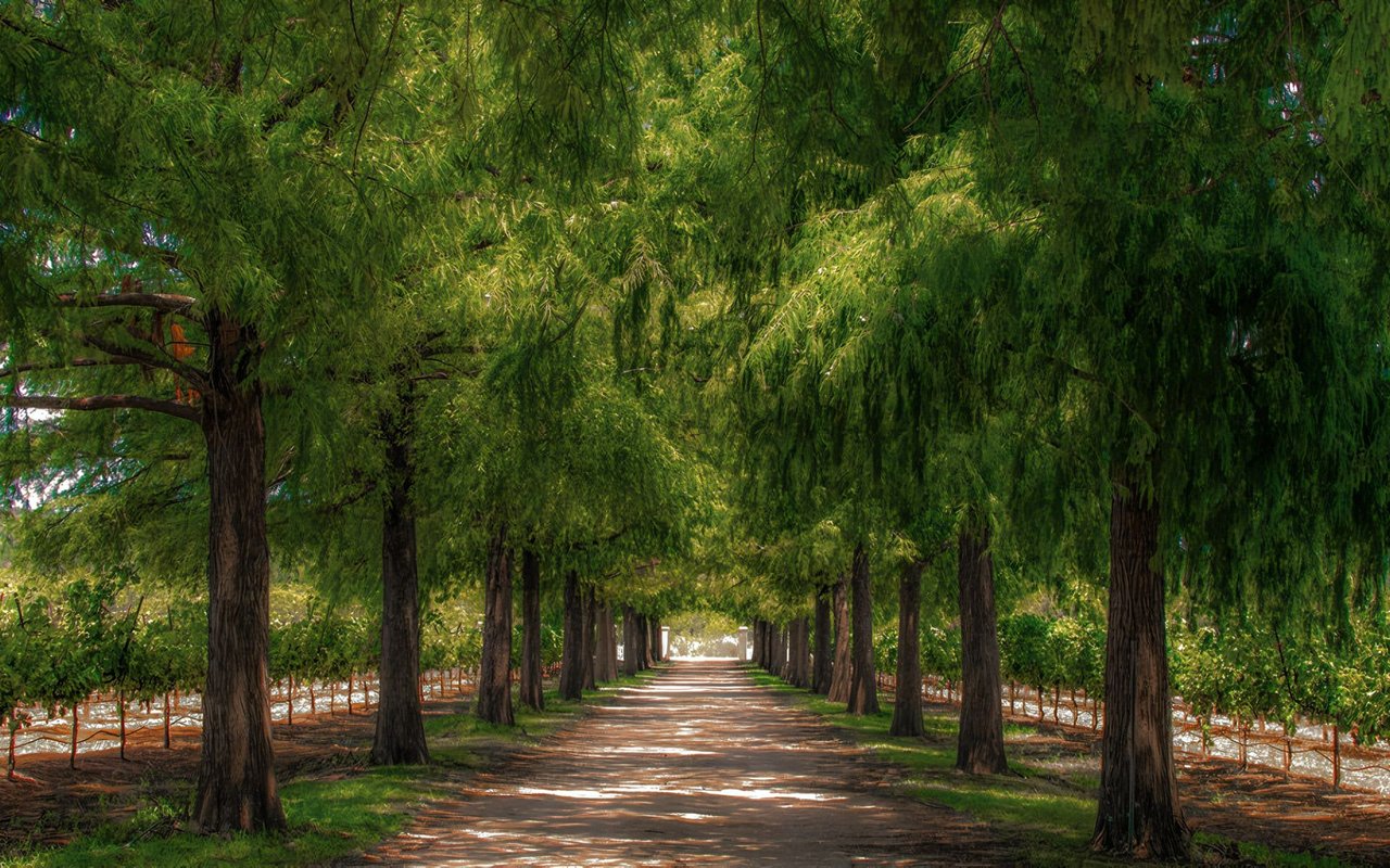 Our Picks for The Best Texas Wineries