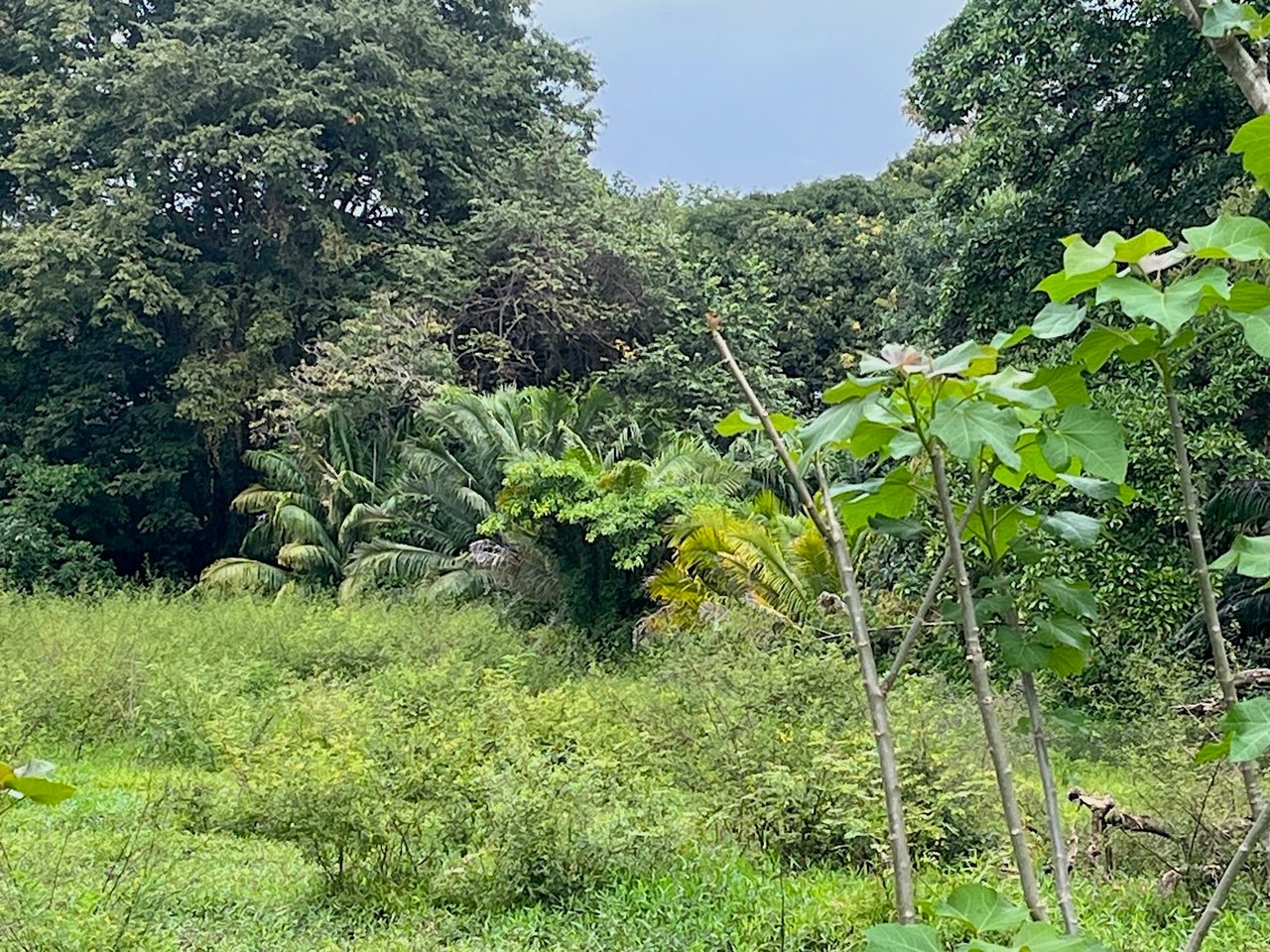Titled Land Steps from the Beach, Uvita, Puntarenas
