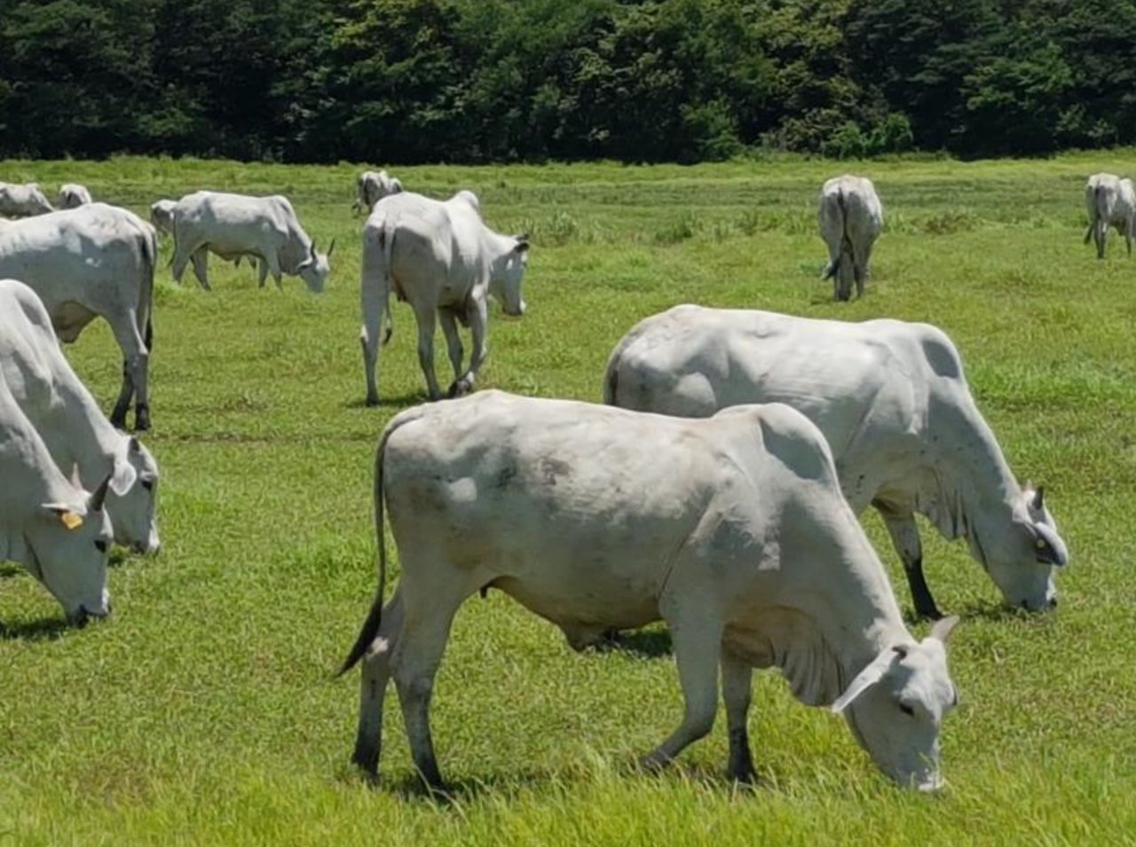 Strategic Cattle Ranch Development, Tamarindo, Guanacaste