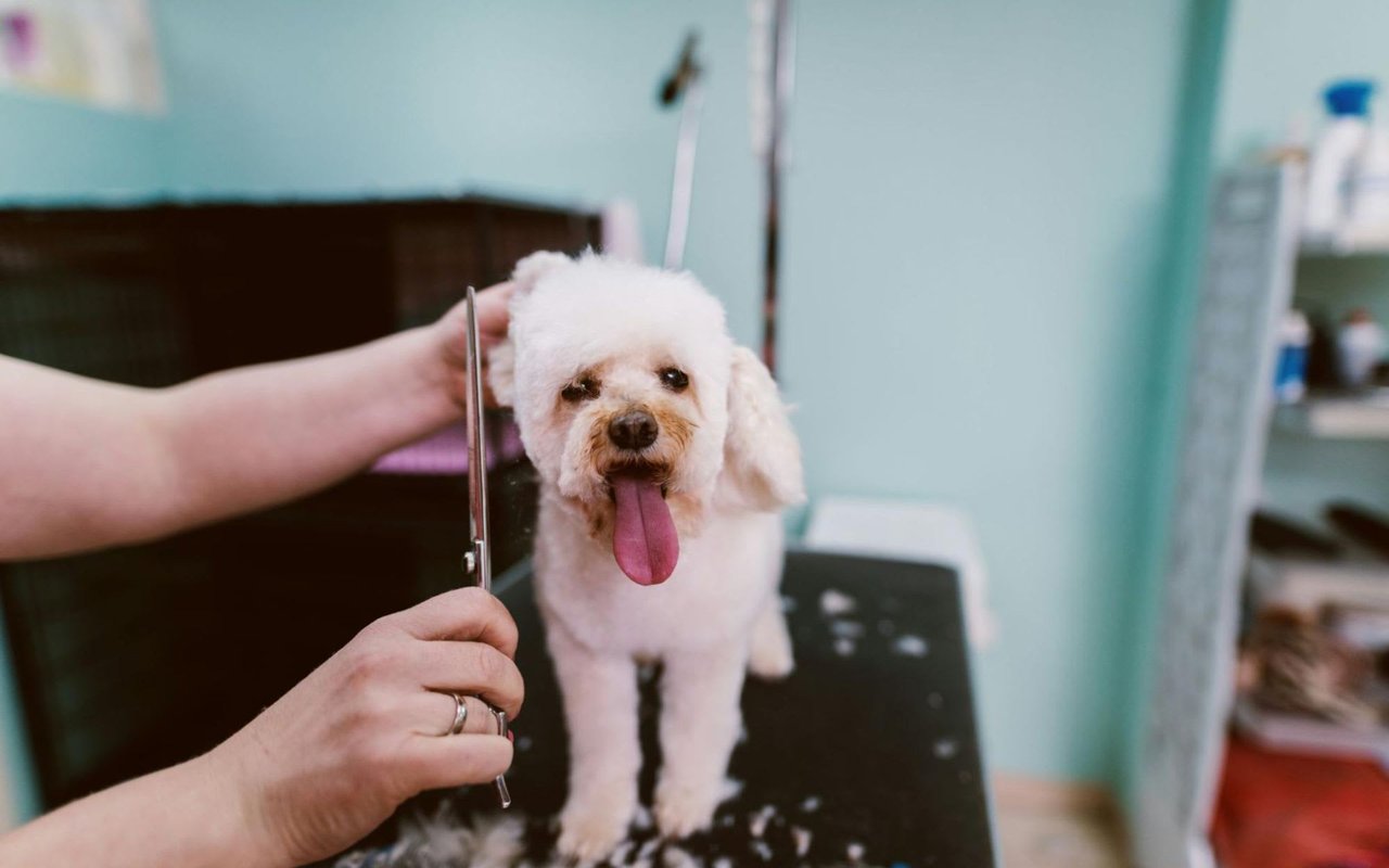 Luxury Pet Services: Pampering Your Furry Friends in Tribeca