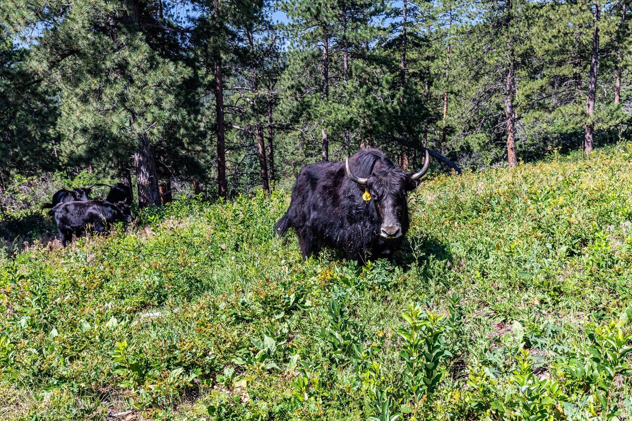 Rampart Canyon Ranch 