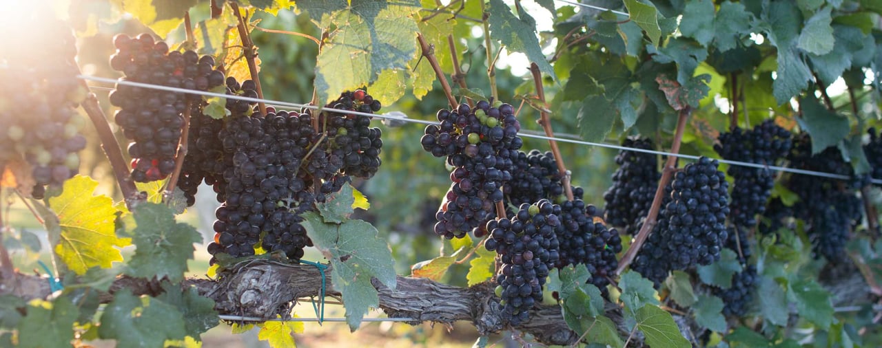 Your Perfect Day in Charlottesville – Noon