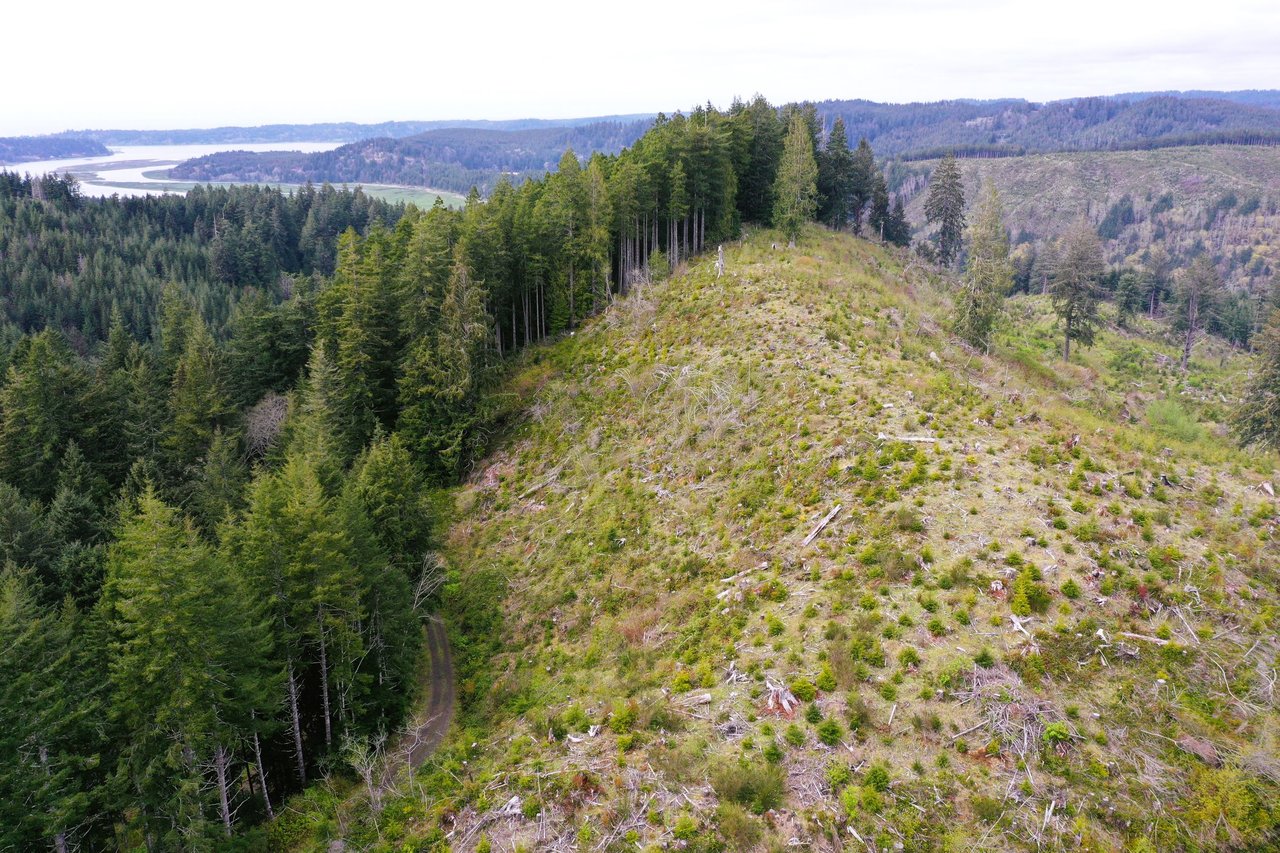 Alsea Woodland