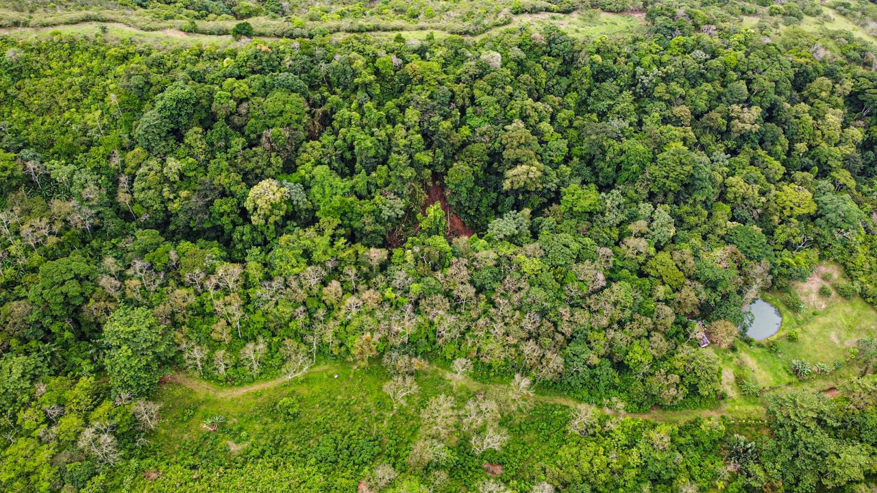 Bosque Bijagua | Prime Forest Land for Sale Near Bijagua, Costa Rica!