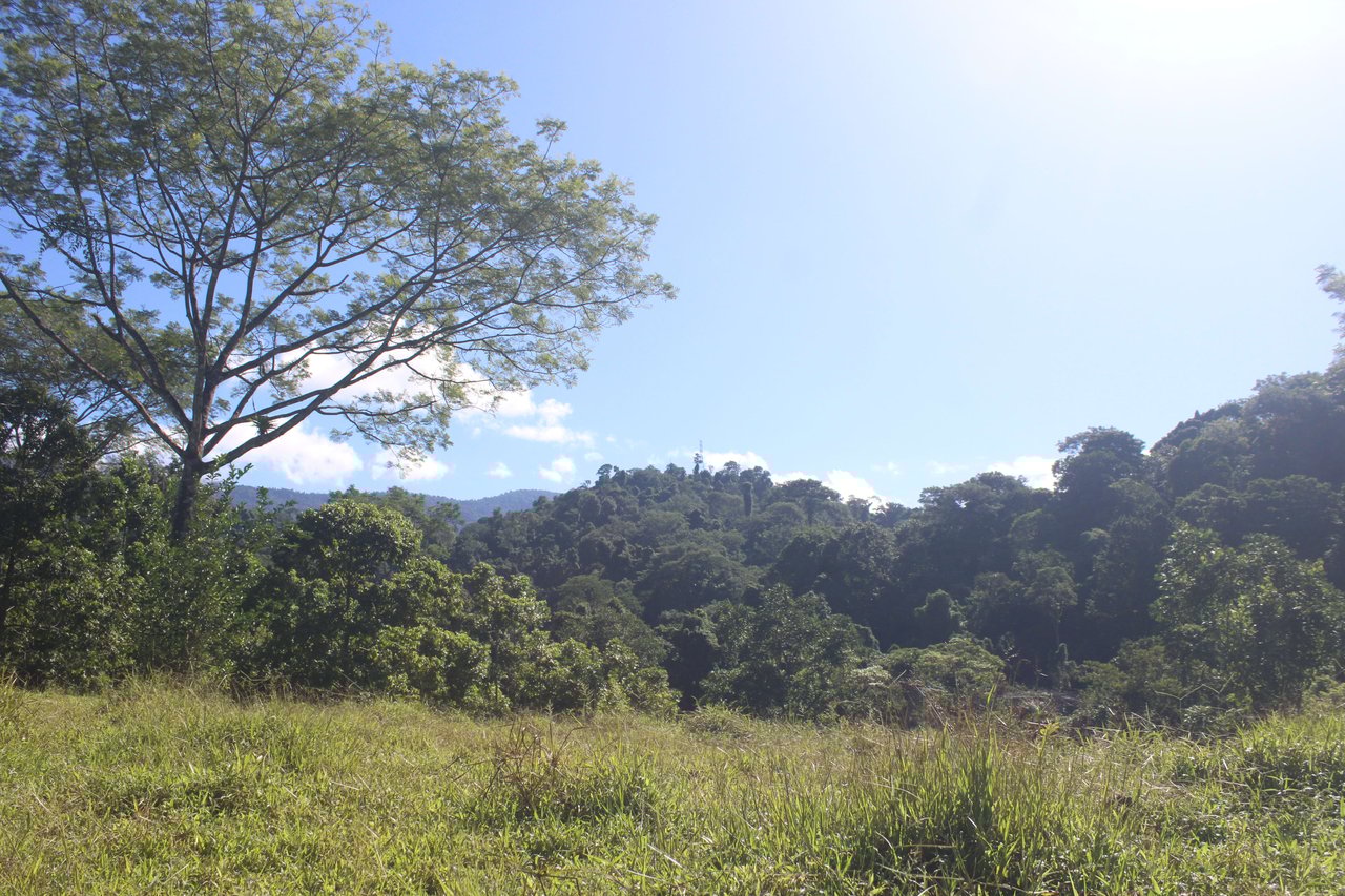 90 acre Farm, Inexpensive with lots of potential close to Rio Claro