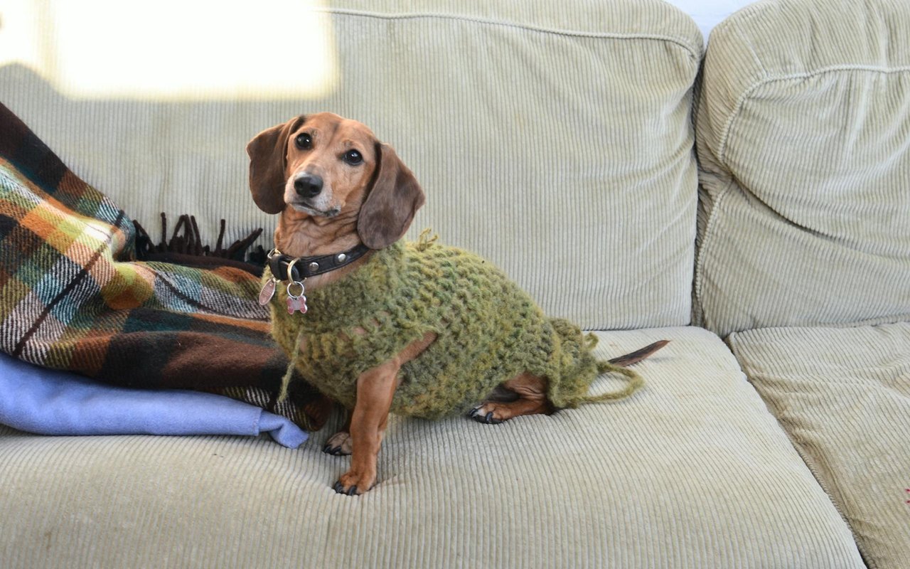 4 Things Every Pet Owner Should Consider Before Hosting an Open House