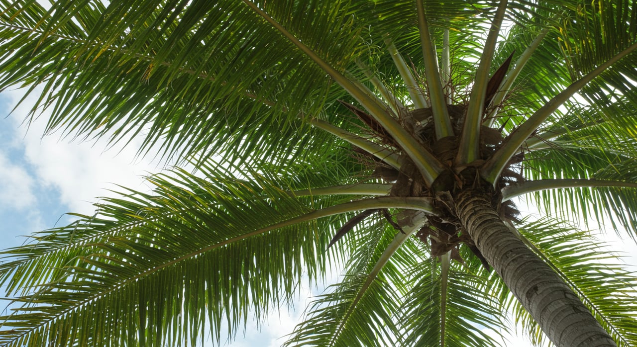 7 Ways For Families to Stay Active in Coconut Grove