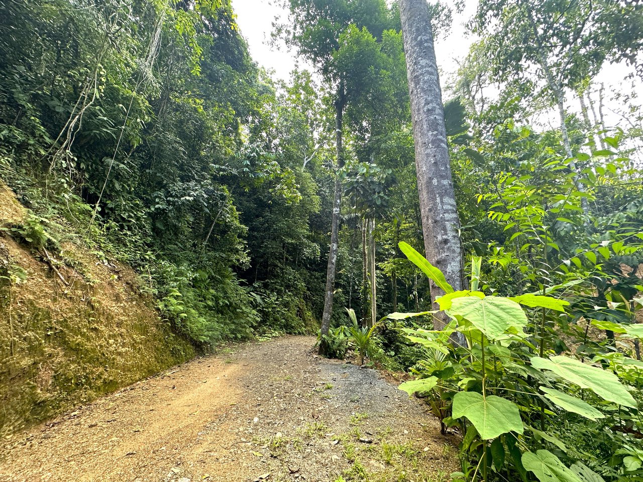 5.77 Acres With 4 Building Sites. Ocean Views, Rivers And Rainforest Abound In Cinco Ventanas! Ojochal 