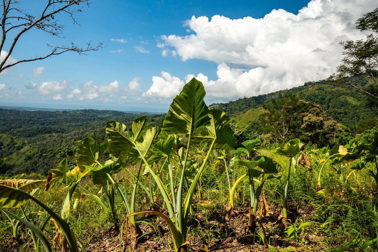 138 Acres of Ocean View Land Overlooking the Southern Zone
