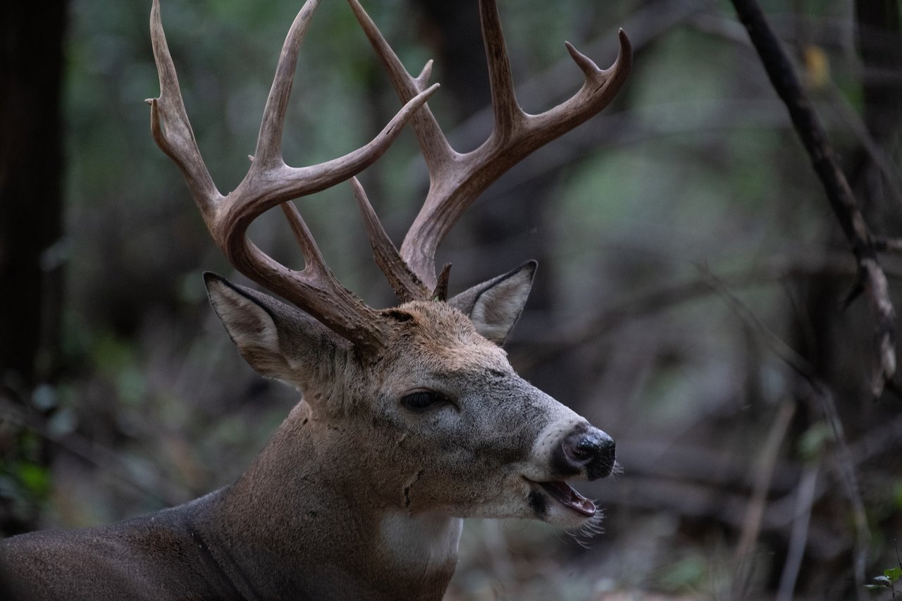 DEER HUNTING IN NC: HUNTING THE RUT