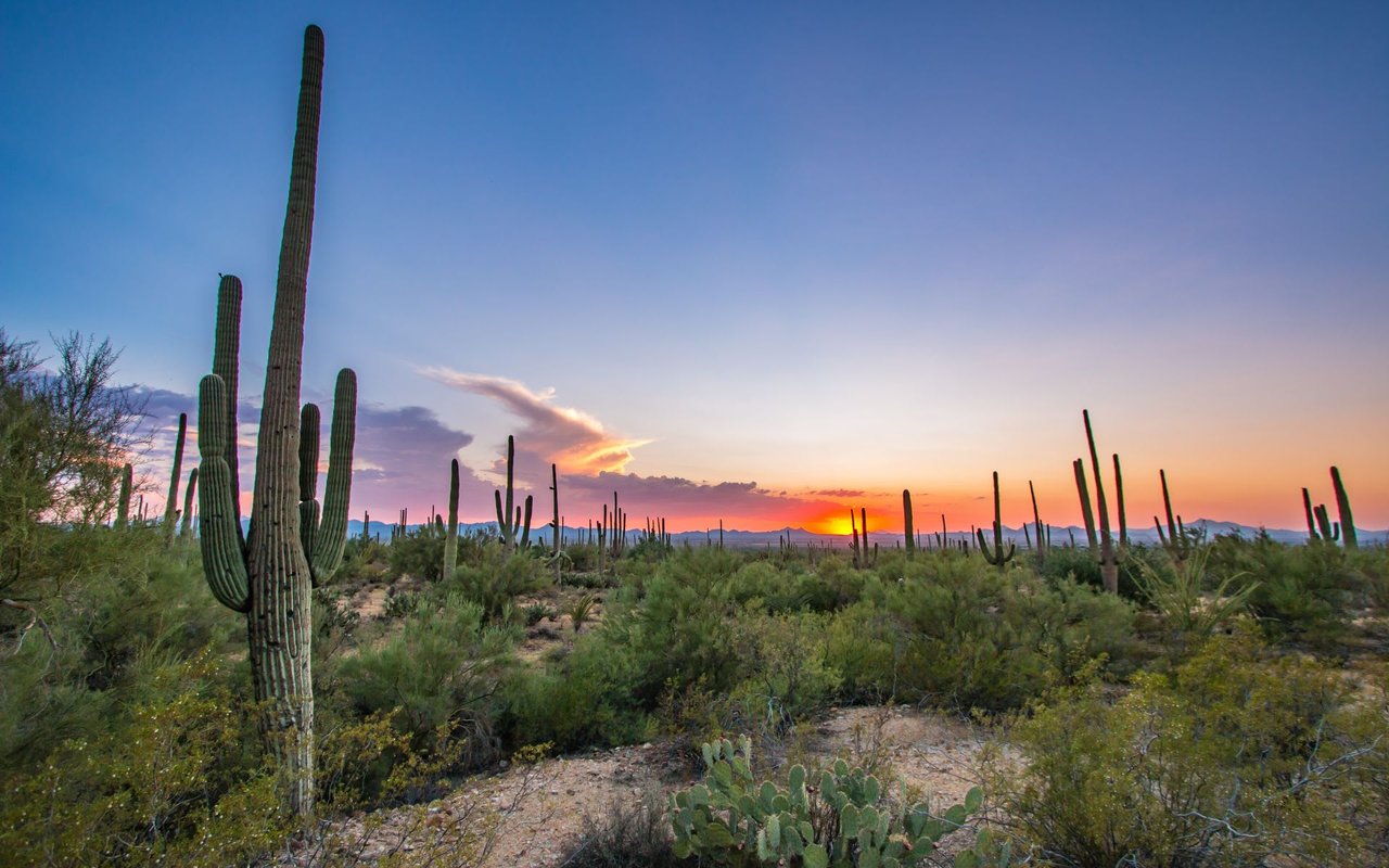 Pima Canyon