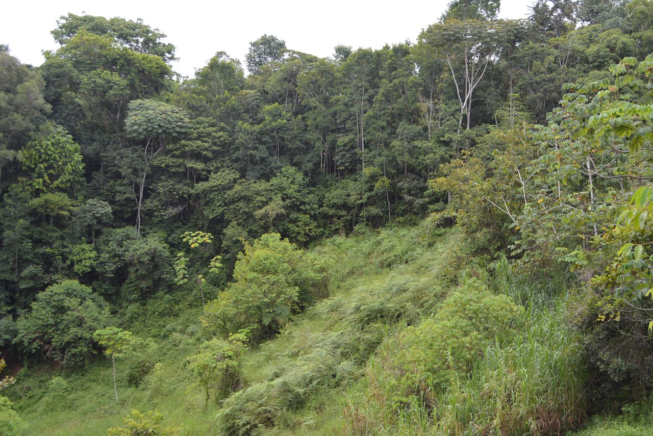 7.6 Acres Calle Camaron Platanillo