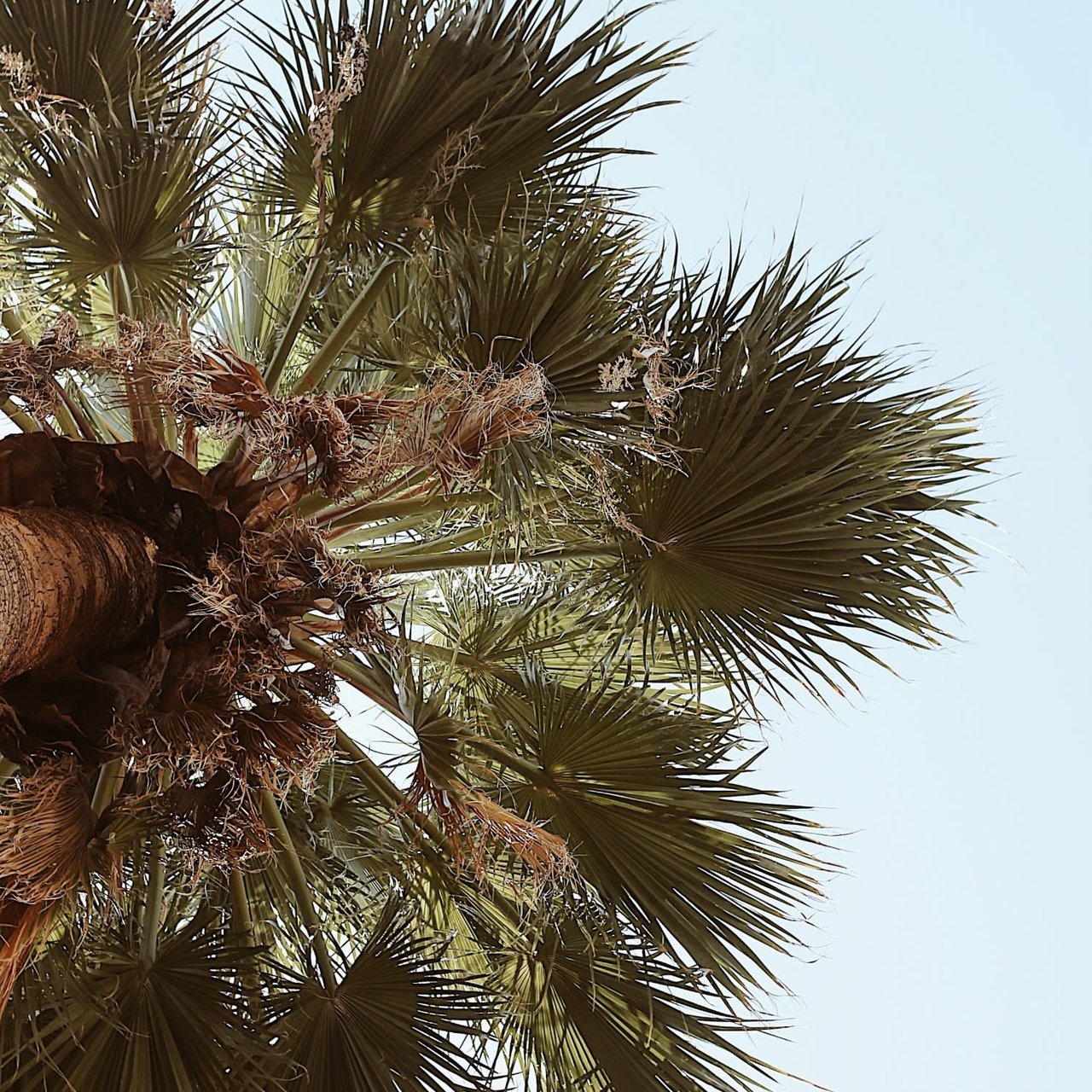 A palm tree with long, feathery leaves against a clear blue sky