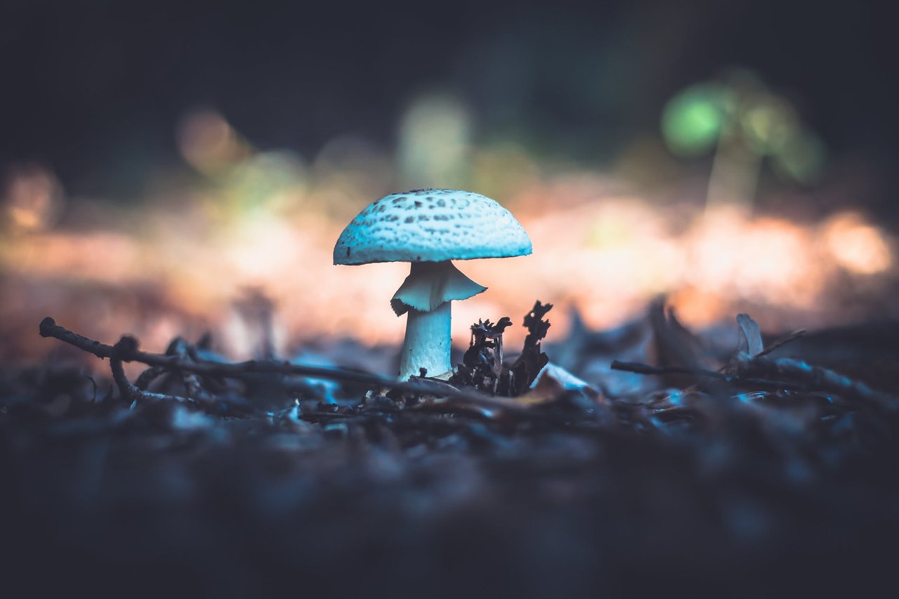 In Close Vote, Denver Becomes 1st U.s. City to Decriminalize Psychedelic Mushrooms