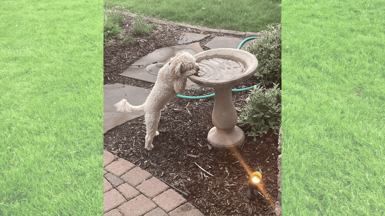 Pet Friendly Plants for your Garden
