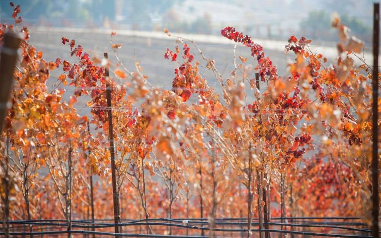 Prop 19: What California Vineyard Owners Need to Know