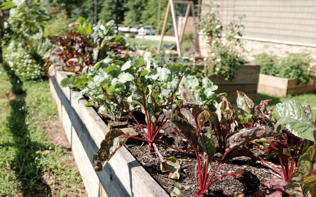 Cultivating a Thriving Home Garden in Alta Dena
