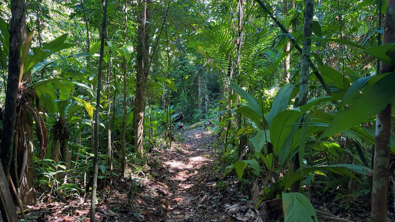 Finca Cerro del Tigre!   Over 20 Acres of Primary Forest and  Waterfalls. 