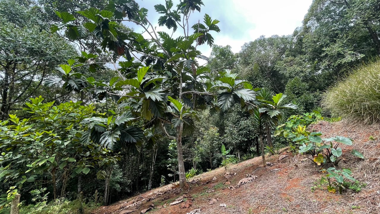 Half Acre Lot in Platanillo, Minutes to the beach of Dominical