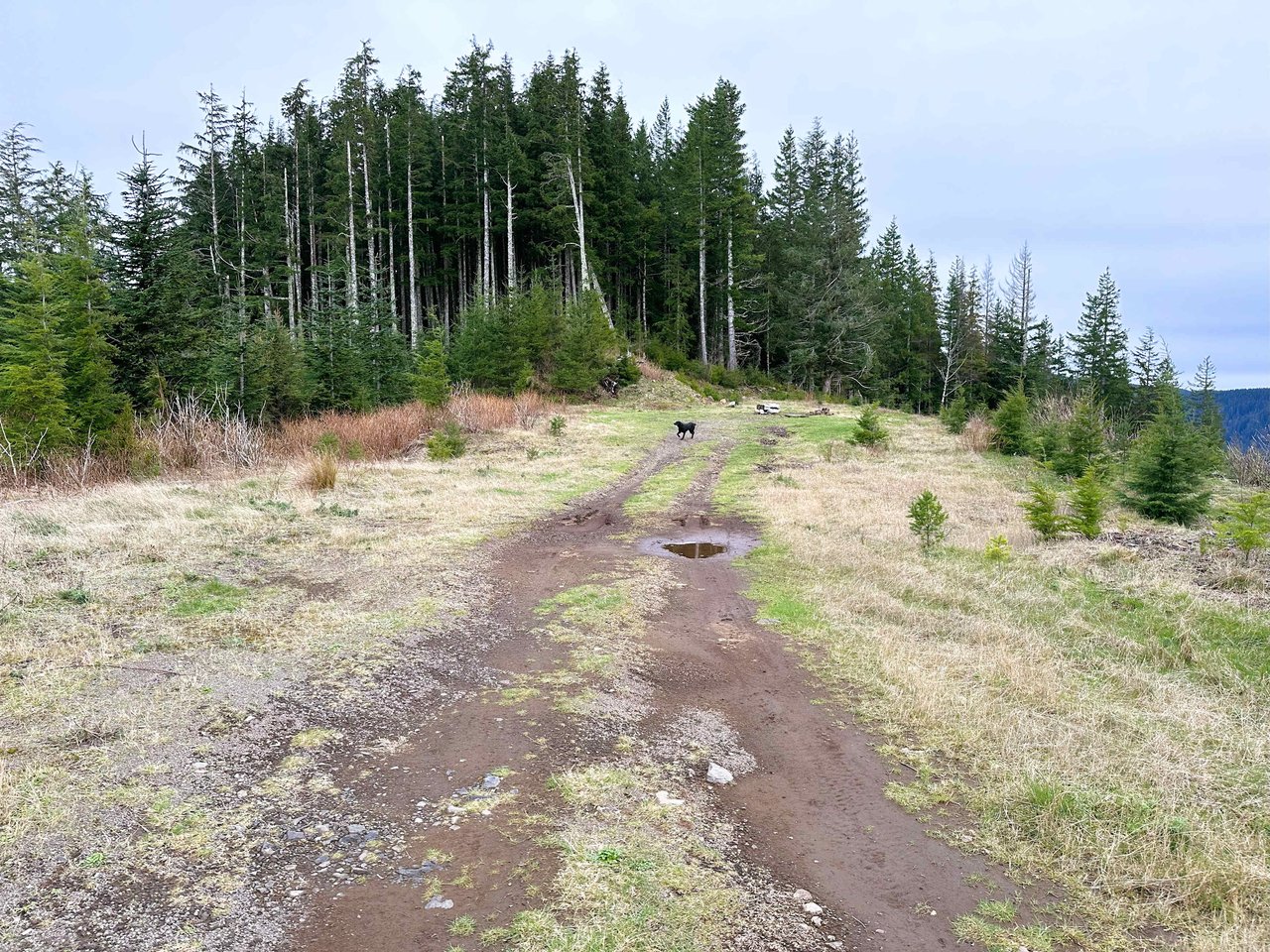 Cummins Creek Wilderness Overlook