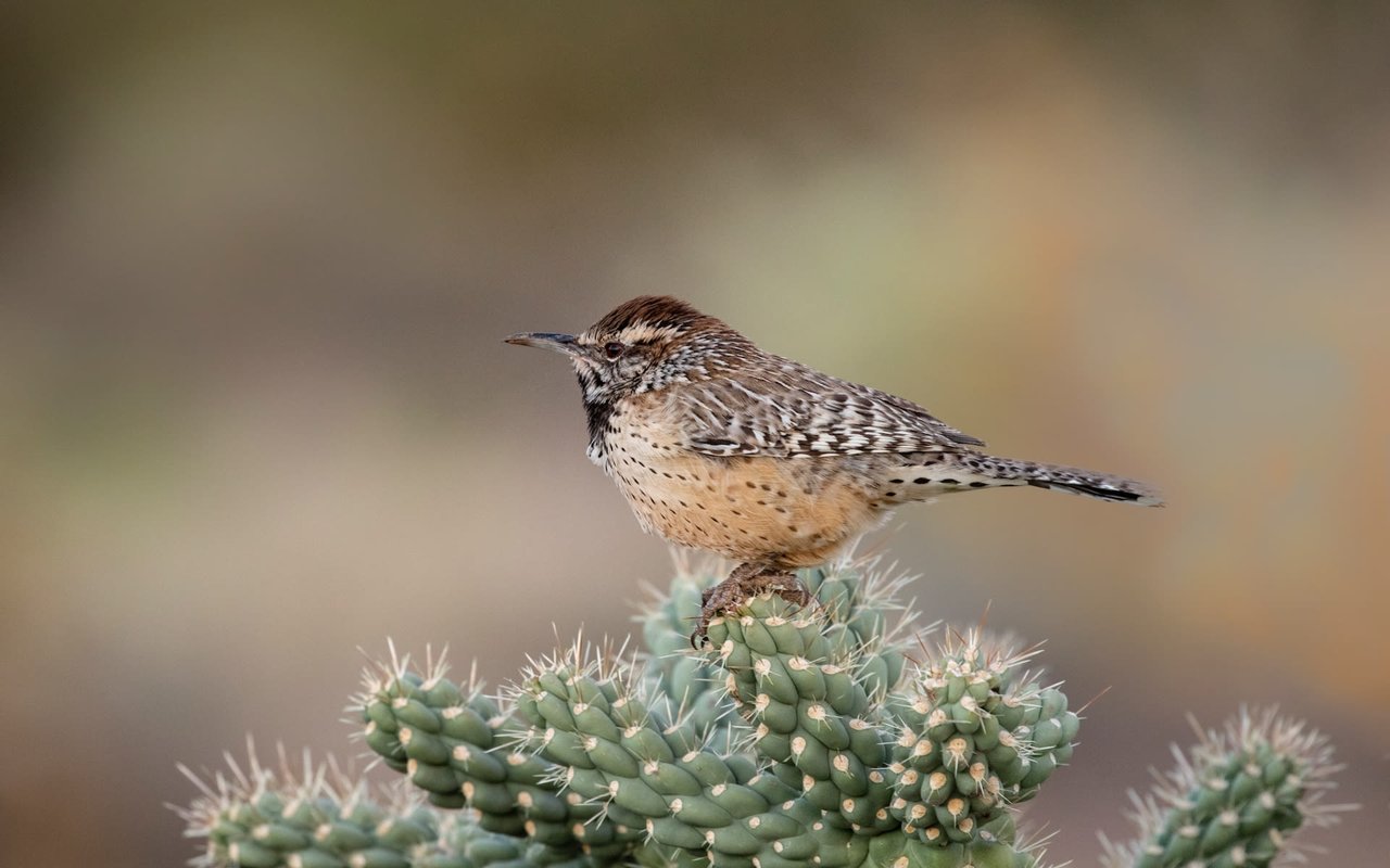 Oro Valley