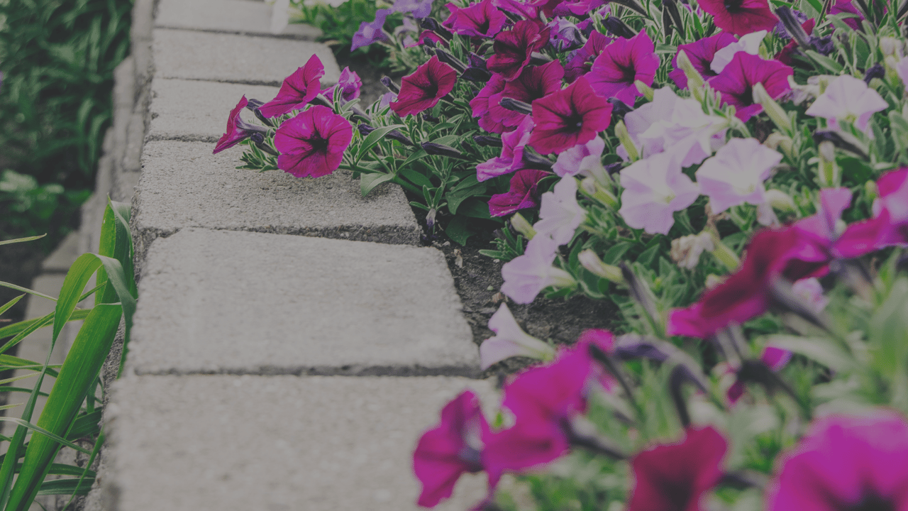 Simple curb appeal with pink blooms and clean borders
