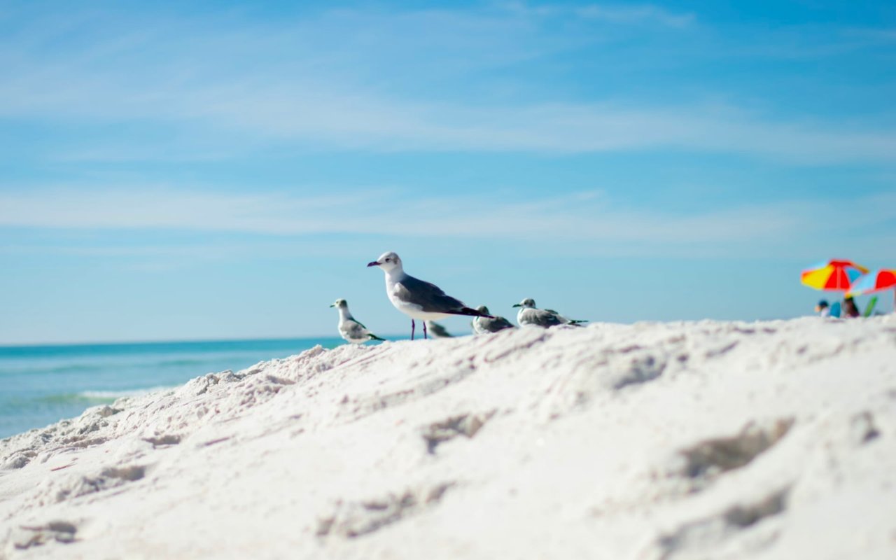 The Best of Santa Rosa Beach, FL