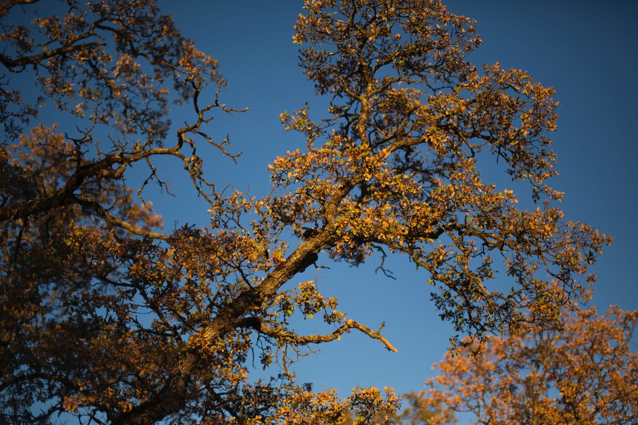 Thinking About Removing or Trimming a Tree on Your Property?