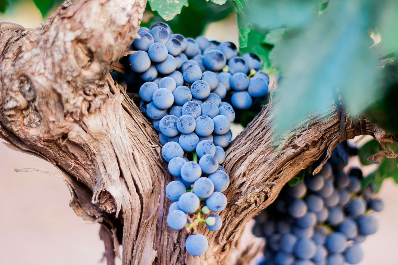 Wine