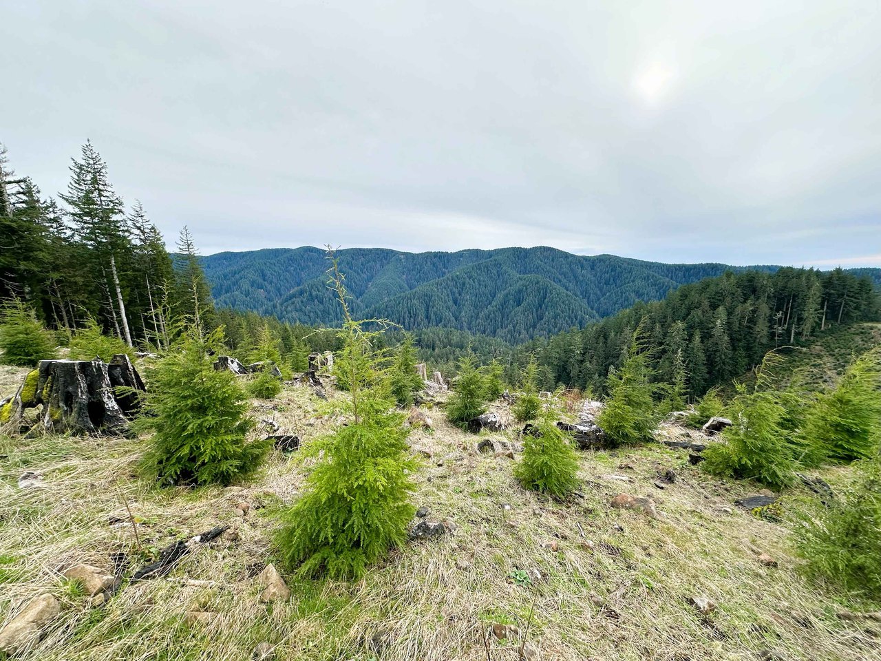 Cummins Creek Wilderness Overlook