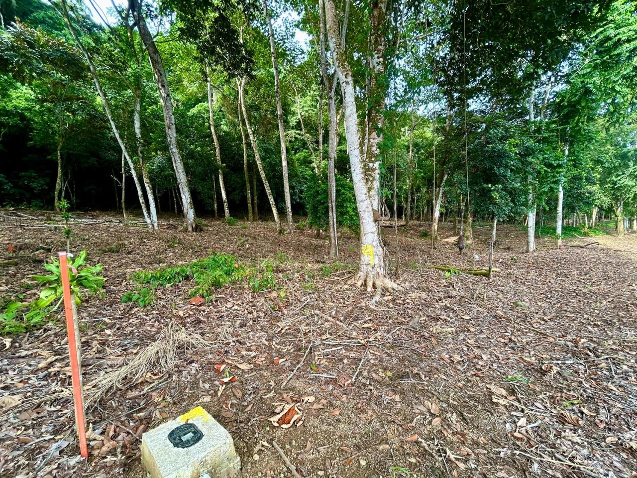Flat Commercial Development Lot, Osa, Puntarenas