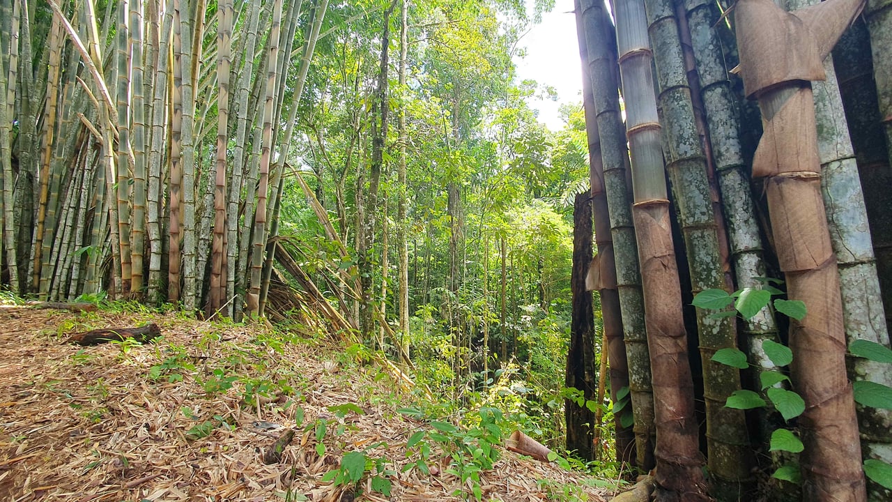 Bamboo & Forest Property #1 for Sale