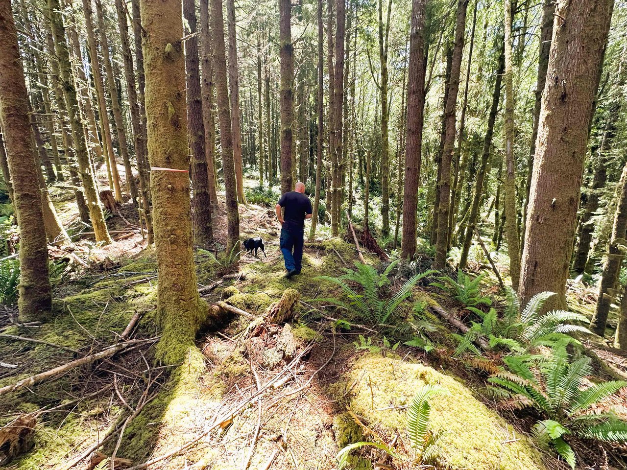 Yaquina Forest