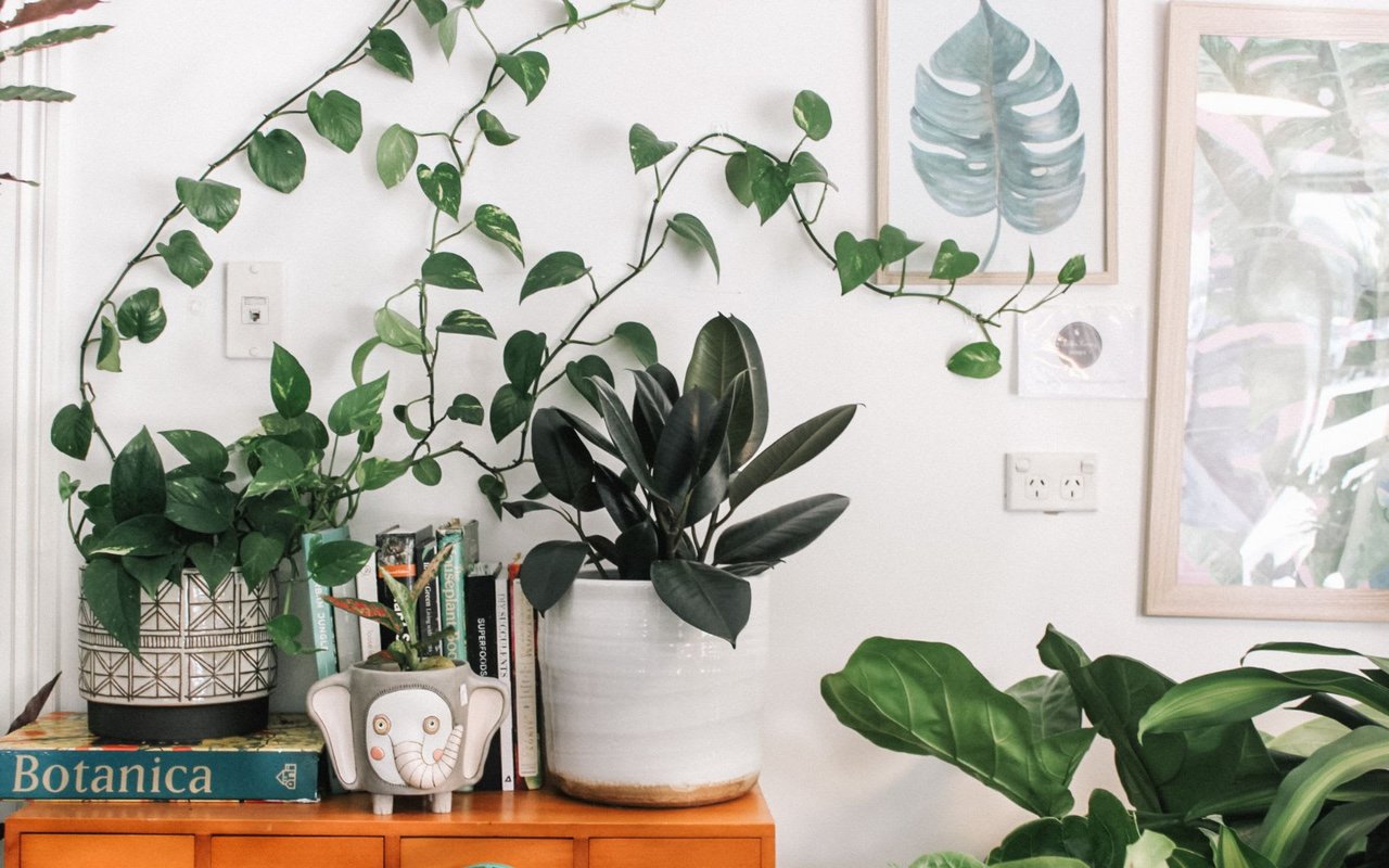 Boost Your Curb Appeal with the Power of Plants!