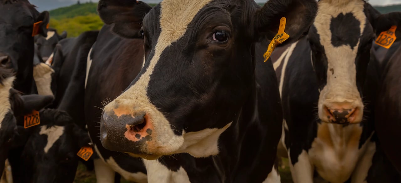 Holstein Cows in Bay City Oregon