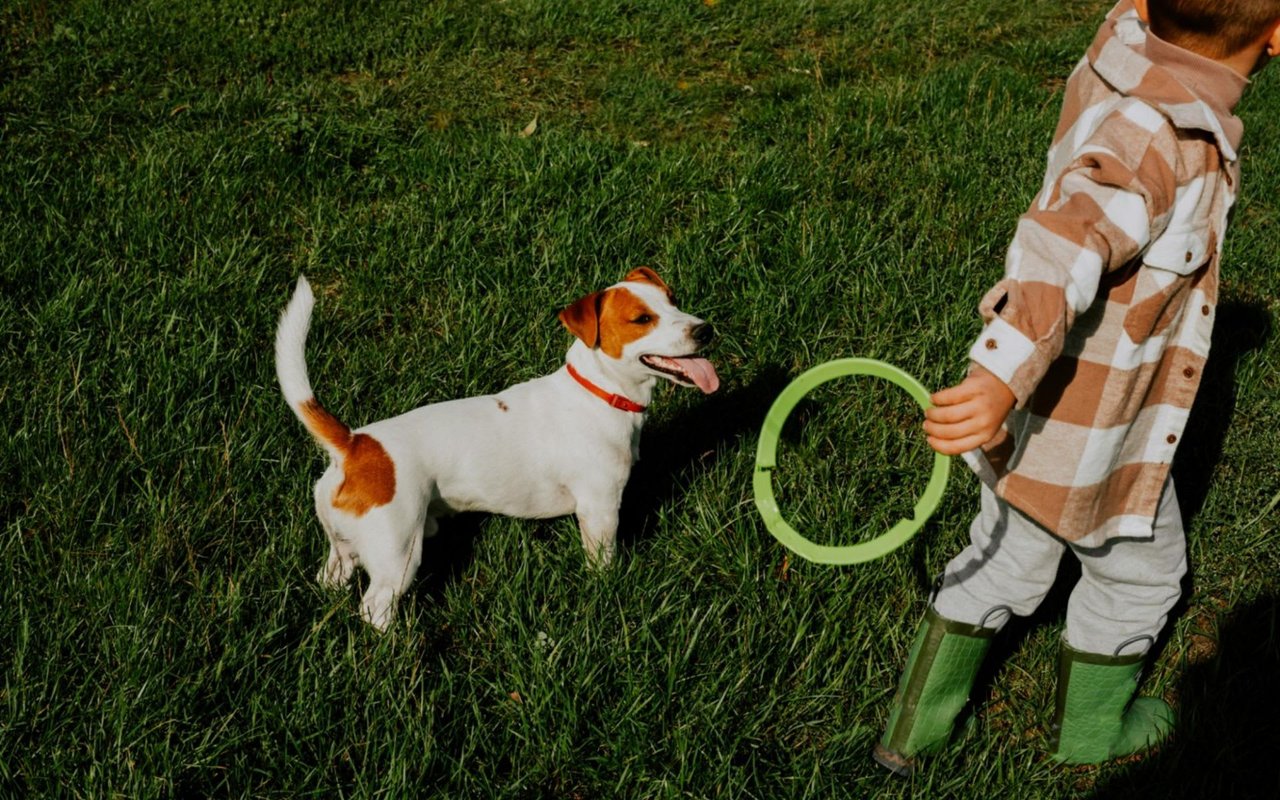 Best Dog Parks in Washington, D.C.