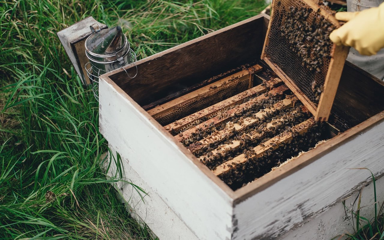 Bringing Our Bees to The Aspen Valley