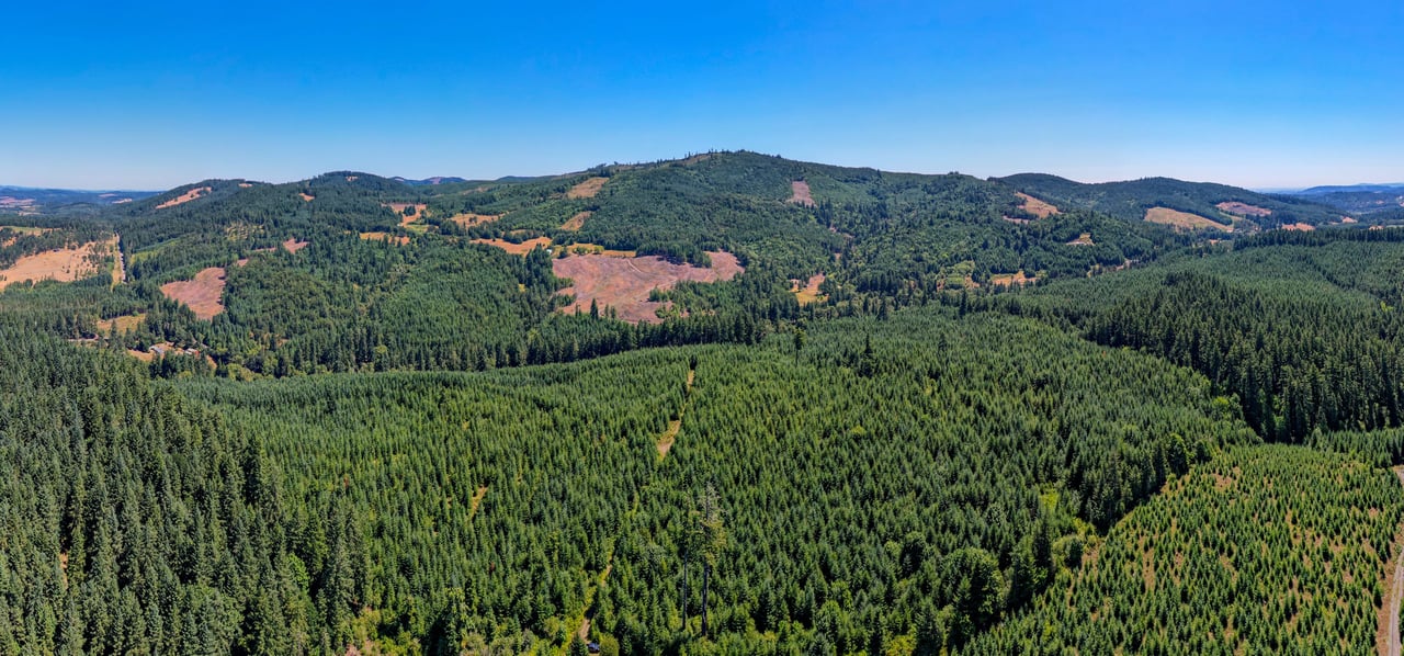 Hayes Hill Tree Farm 