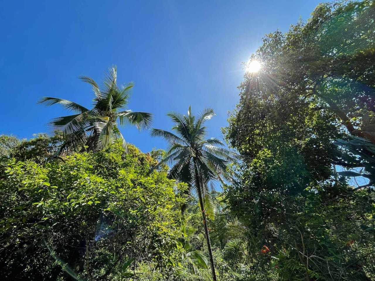 Pacific Frontage Rainforest Estate, Osa, Puntarenas