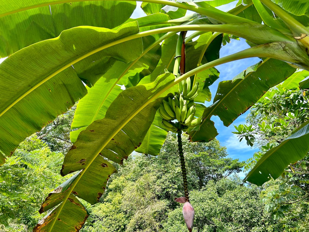 Secret Paradise Property in Altos de la Colonia