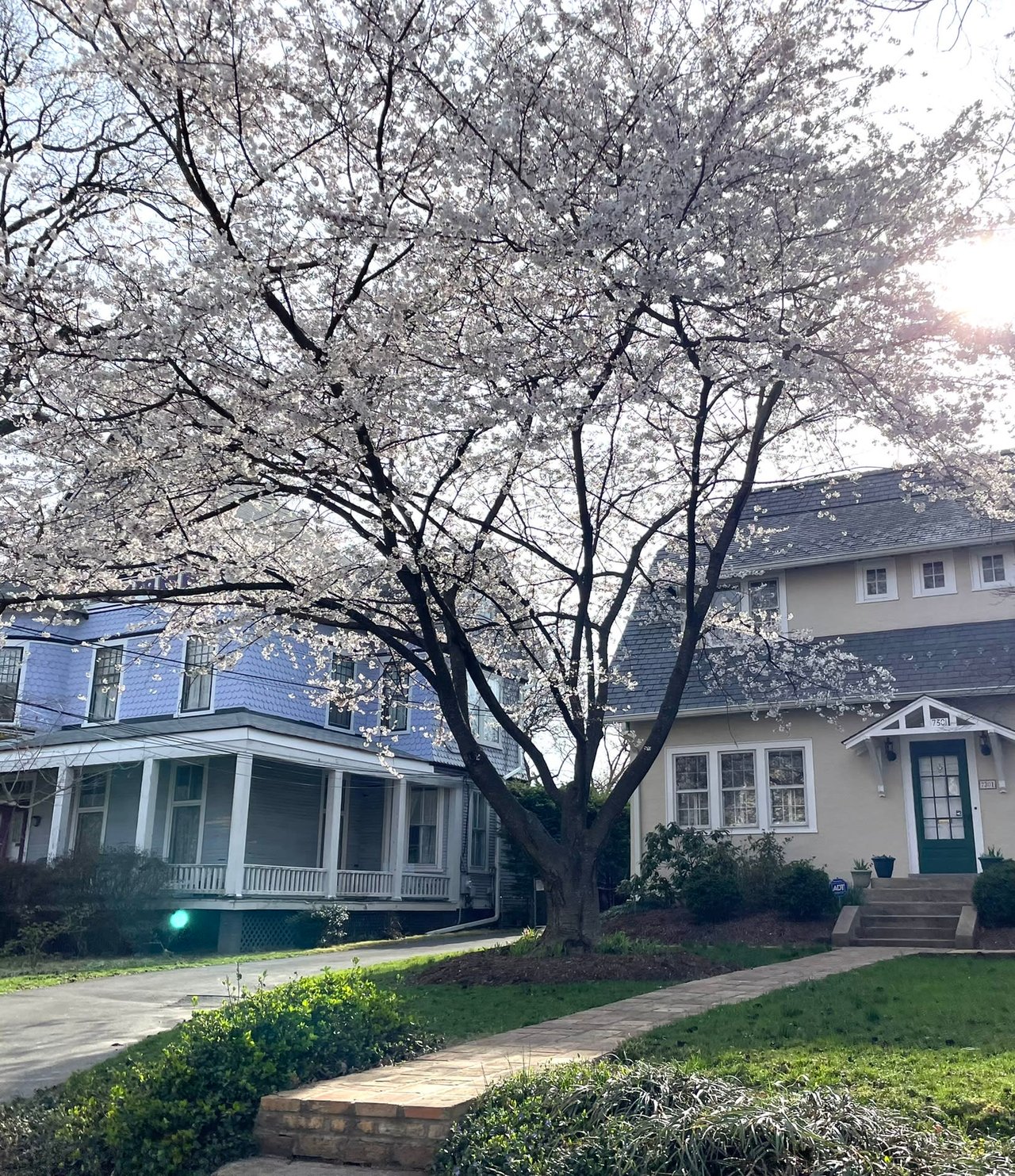 🌸 CHERRY BLOSSOM FESTIVAL 🌸