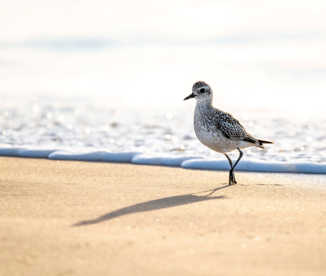 CARPINTERIA