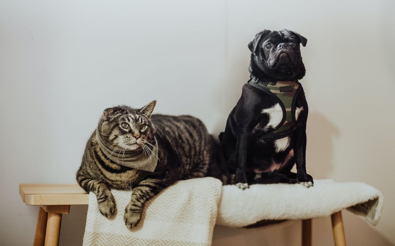 Pets a Significant Influence on Today’s Homebuyers, NAR Data Shows