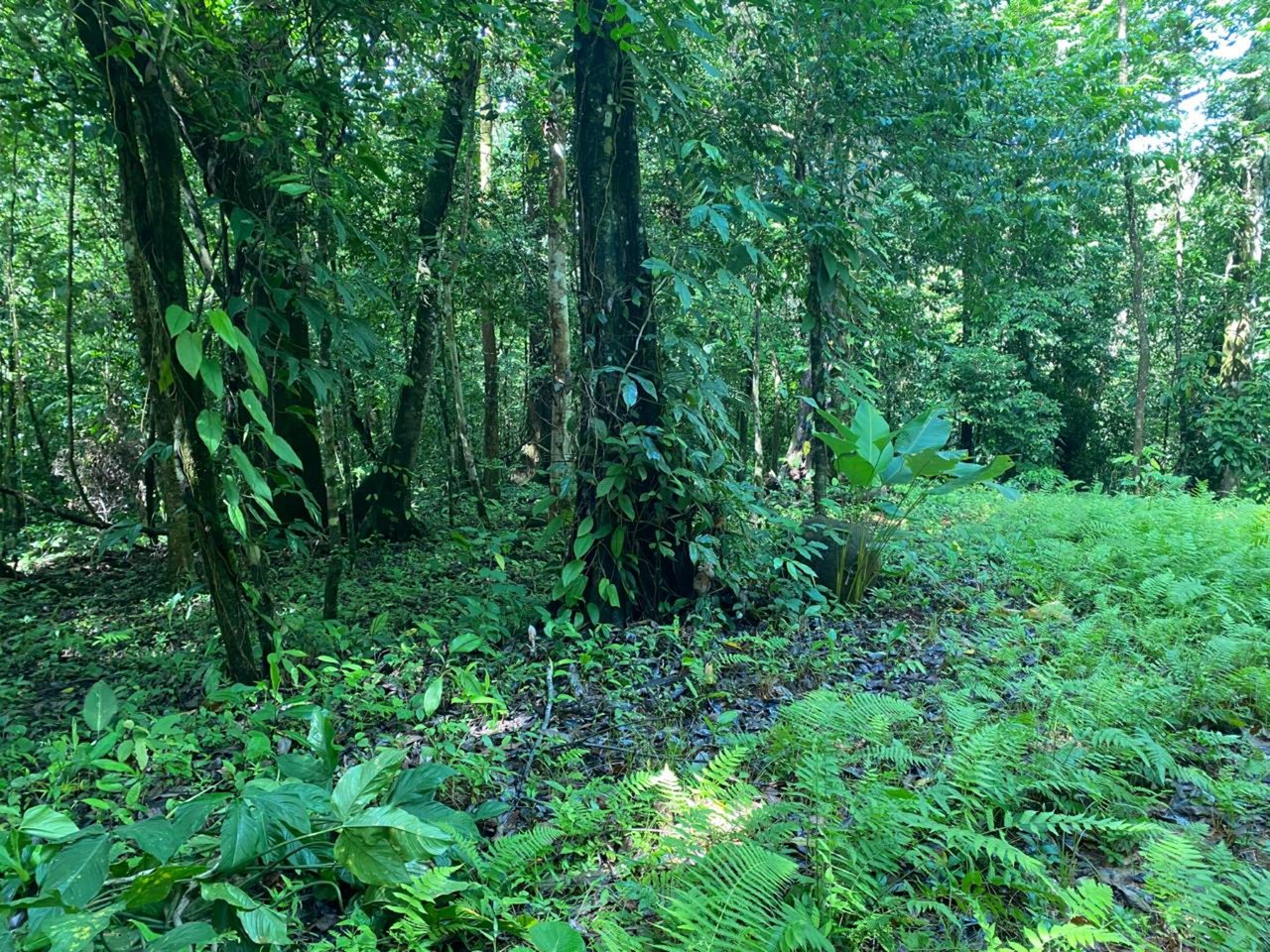 Secluded Ocean View Development Land, Ojochal, Puntarenas