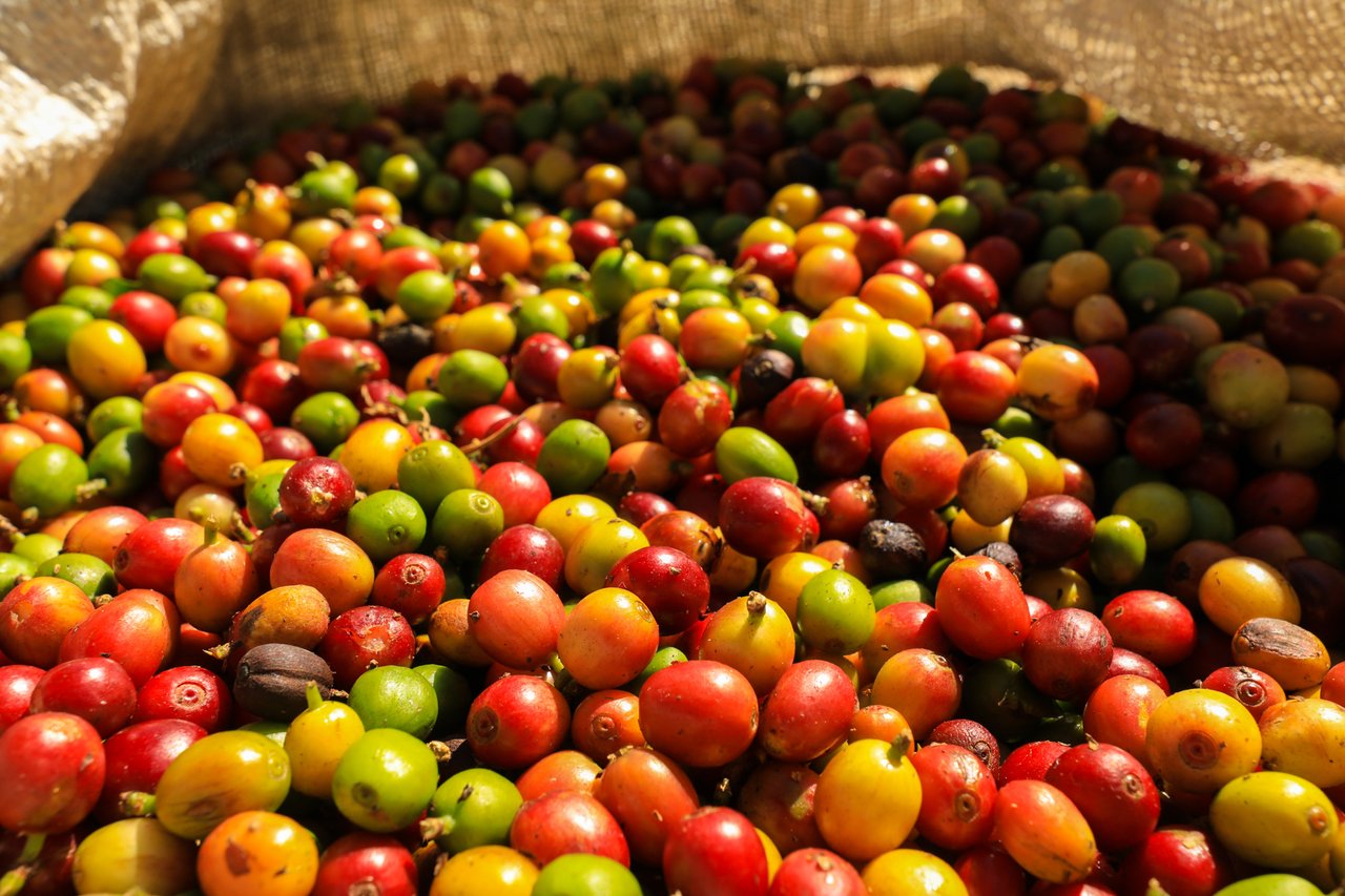 Historic Coffee Farm Estate, Heredia