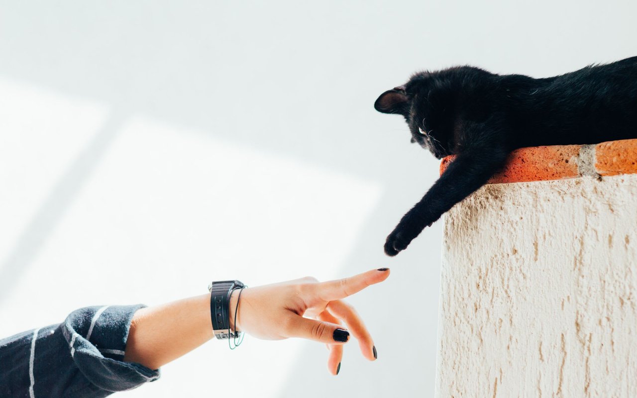 Looking For More Potential Buyers? Then Make Sure Your Listing Appeals To Pet Owners