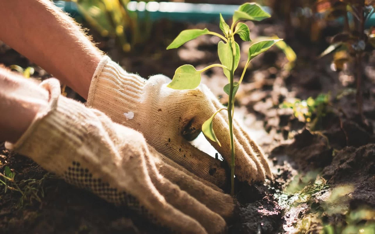8 Gardening Trends For 2022
