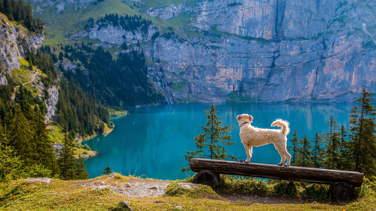 Denver – One of the Most Dog-Friendly Cities in the USA!